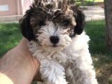 Tatlı Morkie Yavruları