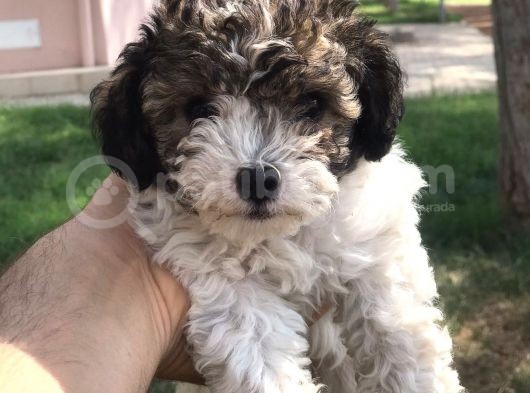 Tatlı Morkie Yavruları