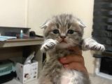 Scottish Fold Tabby Cinsi Oğluma Ömürlük Yuva Arıyorum