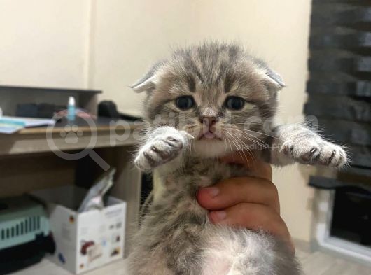Scottish Fold Tabby Cinsi Oğluma Ömürlük Yuva Arıyorum görsel
