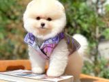 AA Kalite Safkan  Pomeranian Oğlumuz