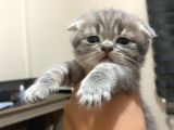 Scottish fold tabby cinsi oğluma ömürlük yuva arıyorum