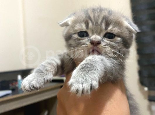 Scottish Fold Tabby Cinsi Oğluma Ömürlük Yuva Arıyorum