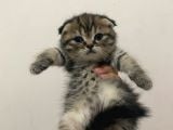 11 Ağustos Doğumlu Scottish Fold Tiger Cinsi Kızıma
