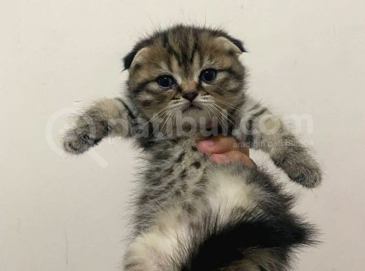 11 Ağustos Doğumlu Scottish Fold Tiger Cinsi Kızıma görsel