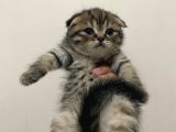 11 ağustos Doğumlu Scottish Fold Tiger Cinsi Kızıma