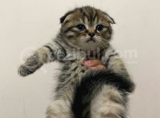 11 Ağustos Doğumlu Scottish Fold Tiger Cinsi Kızıma