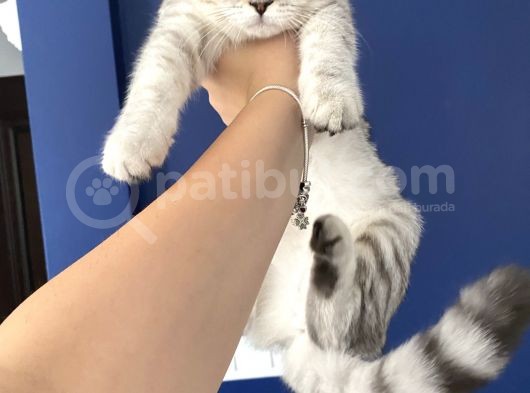 Scottish Fold Shorthair görsel