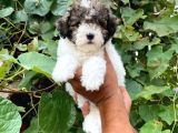 Morkie Yavrular