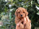 Her Renkte Toy Poodle Bebekler
