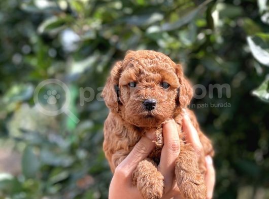 Her Renkte Toy Poodle Bebekler görsel