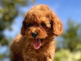 Red Di̇şi̇ Toy Poodle Yavrular