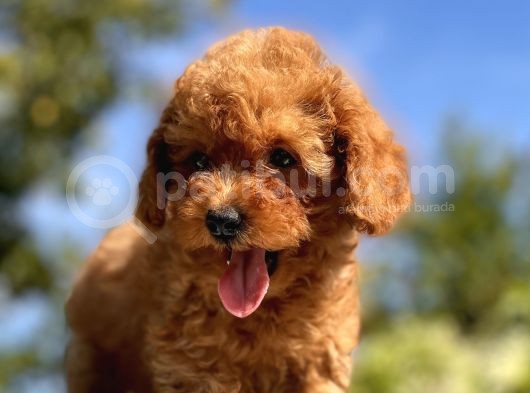 Red Di̇şi̇ Toy Poodle Yavrular görsel