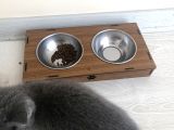 Scottish Fold