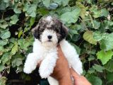 Morkie Yavrular