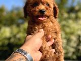 Red Di̇şi̇ Toy Poodle Yavrular