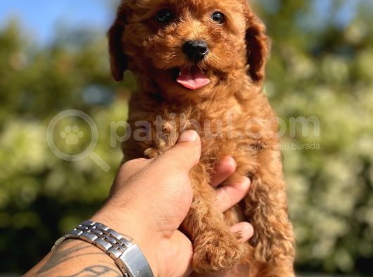 Red Di̇şi̇ Toy Poodle Yavrular görsel