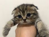 11 Ağustos Doğumlu Scottish Fold Tiger Cinsi Kızıma