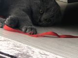 Scottish Fold