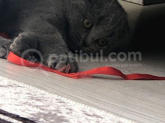 Scottish Fold