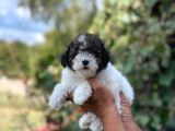 Morkie Yavrular