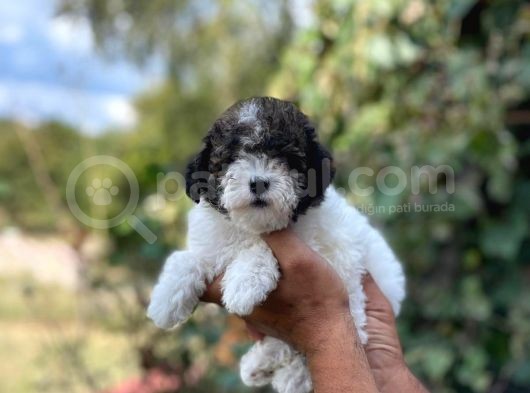 Morkie Yavrular