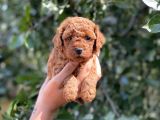 Her Renkte Toy Poodle Bebekler