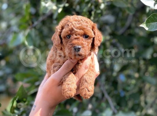 Her Renkte Toy Poodle Bebekler görsel