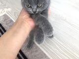 Scottish Fold