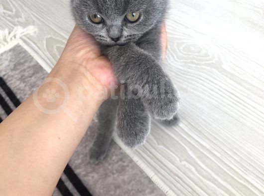 Scottish Fold görsel
