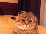11 Ağustos Doğumlu Scottish Fold Tiger Cinsi Kızıma