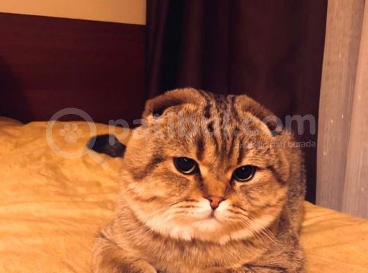 11 Ağustos Doğumlu Scottish Fold Tiger Cinsi Kızıma görsel