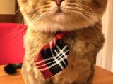 Scottish Fold Tabby Cinsi Oğluma Ömürlük Yuva Arıyorum