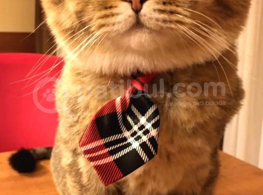 Scottish Fold Tabby Cinsi Oğluma Ömürlük Yuva Arıyorum görsel