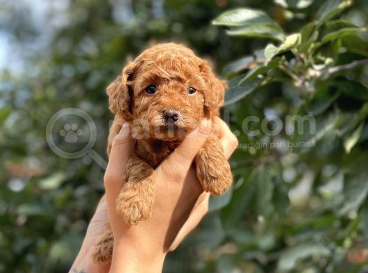 Her Renkte Toy Poodle Bebekler görsel