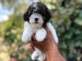 Morkie Yavrular