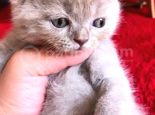 Yakışıklı Oğluşlarıma Yuva görsel