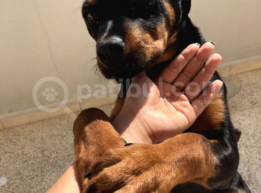 3.5 Aylık Sevimli Dişi Rotweiller  görsel