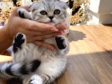 Scottish fold Shorthair