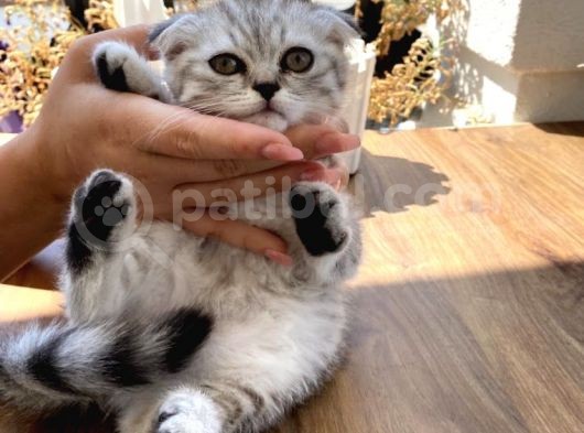Scottish Fold Shorthair