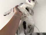 Scottish Fold Shorthair
