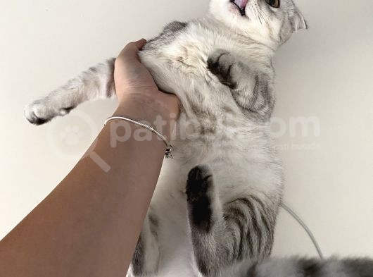 Scottish Fold Shorthair görsel
