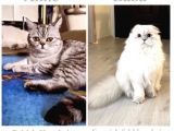 Scottish Fold Shorthair
