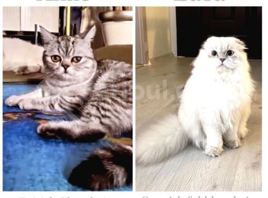 Scottish Fold Shorthair görsel