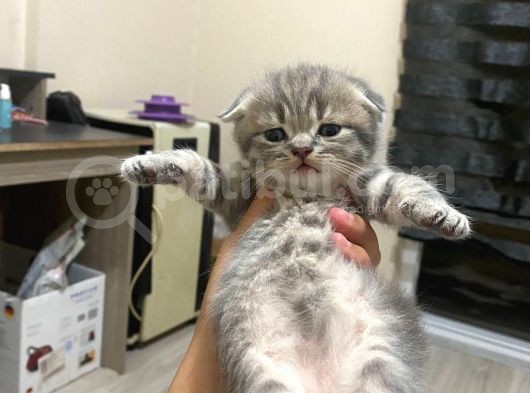 Scottish Fold Tabby Cinsi Oğluma Ömürlük Yuva Arıyorum görsel