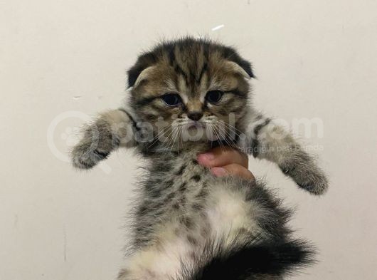11 Ağustos Doğumlu Scottish Fold Tiger Cinsi Kızıma görsel