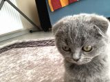 Scottish Fold