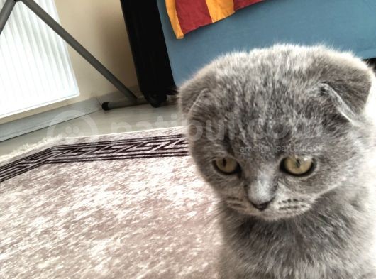 Scottish Fold görsel