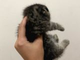 11 Ağustos Doğumlu Scottish Fold Tiger Cinsi Kızıma