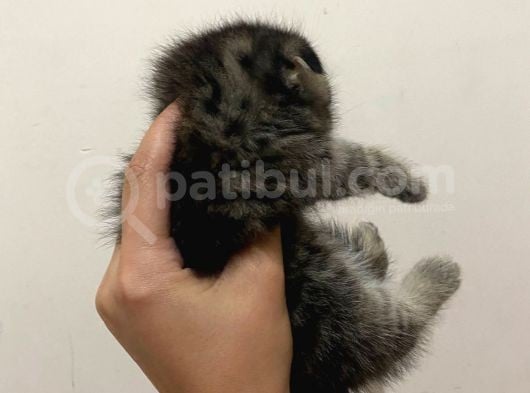 11 Ağustos Doğumlu Scottish Fold Tiger Cinsi Kızıma görsel
